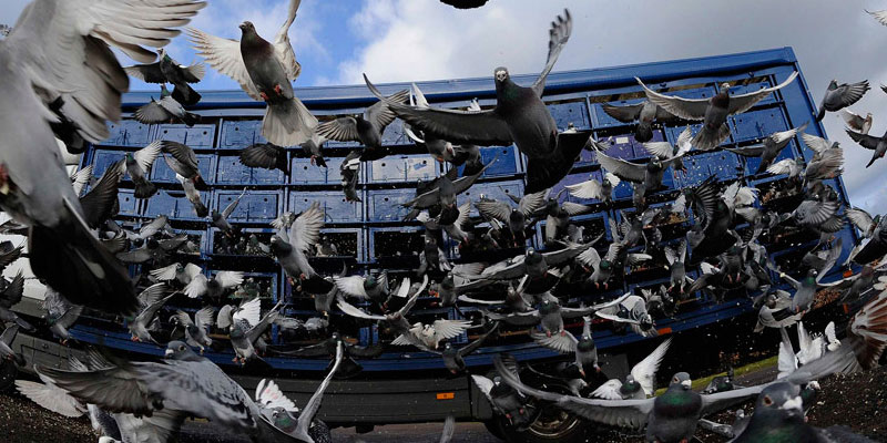 Отпугивание птичьих стай в Лазаревском от ДЕЗ-Комфорт - фото